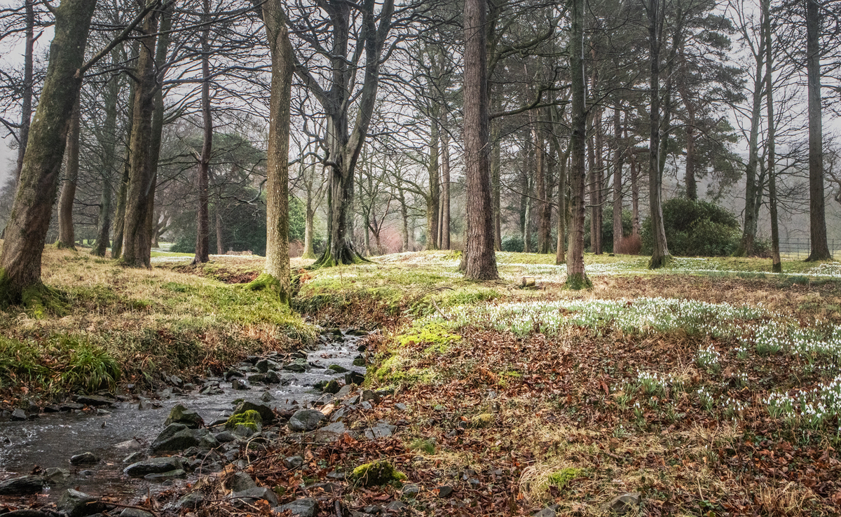 Snowdrops at Whelprigg - Graham Dean